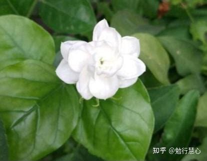 茉莉花可以种在室内吗|新手怎样养活茉莉花？